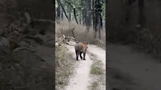 Pench Tiger Reserve T62 Female Tigerss amazing road show @pench @rohantravelstories @AlphaFacts