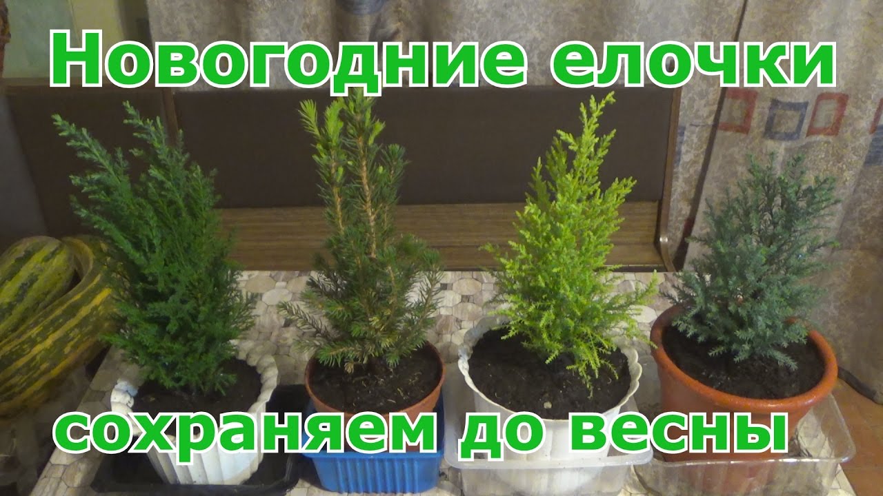 Как сохранить новогодние елочки в горшках до весны до пересадки в грунт. Условия для елочек дома