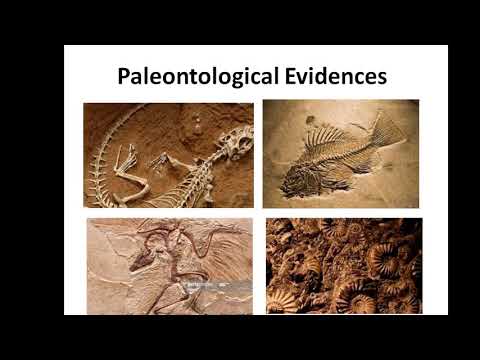 Evolution And Evidences Of Evolution