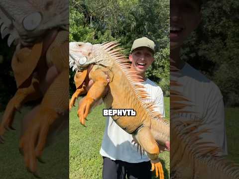 Этот парень спас игуану и лап пса, а потом случилось это.. #животные #шортс