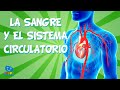 Understanding the Circulatory System