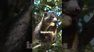 4 ANIMALES más RAROS😵  de la SELVA y (sus adaptaciones únicas)🙀🤢