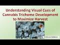 Trichome Coloration and Harvest Timing