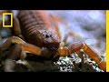 Scorpions: Predators of the Night