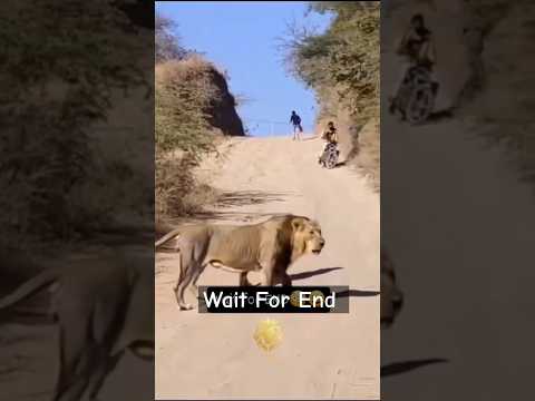 भागों भागों शेर आया सामने | लोग बाइक छोडकर भागने लगे | फिर क्या हुआ | फिर भागते हुए कहा गए | #lion