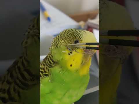 Athena - Extra long video