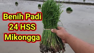 Benih Padi Varietas Mikongga Umur 24 Hari Setelah Semai