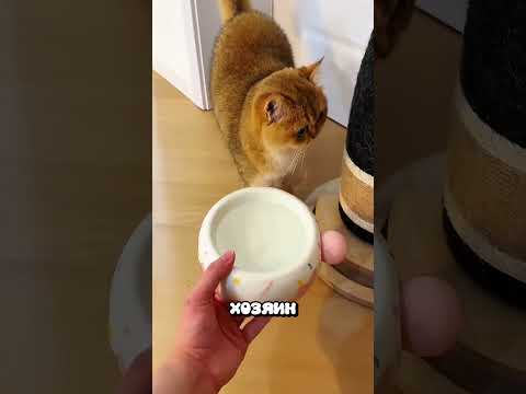 КОТ НАЧАЛ ПИТЬ ИЗ УНИТАЗА, И ХОЗЯИН ПРИДУМАЛ ЭТО 😳🐱 #животные #милыеживотные
