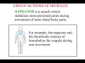 Muscle Functions and Roles