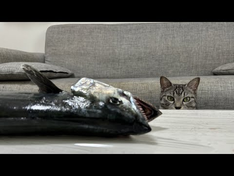 【お久】猫が誕生日を迎えたのでお魚を釣ってみた【デカい】