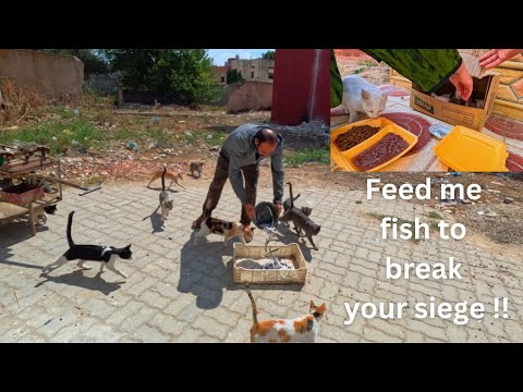 While Mama Cat needed to clean her house, other cats were besieging a fishmonger.