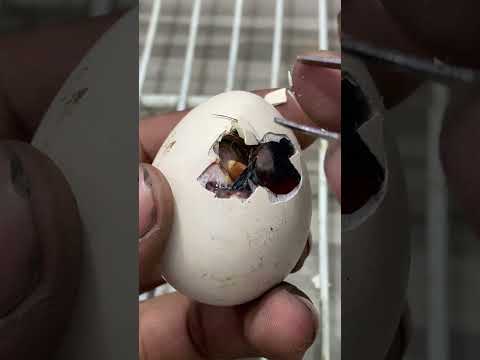 Saving unhatched baby chick