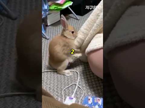 토끼가 3초컷이 아니란걸 증명해드립니다