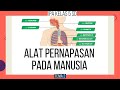 Alat Pernapasan pada Manusia