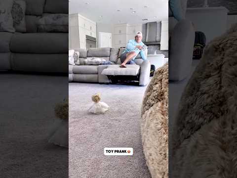 Toys scary prank🤣🤣 #funny #funnyprank #prankvideo #pranks