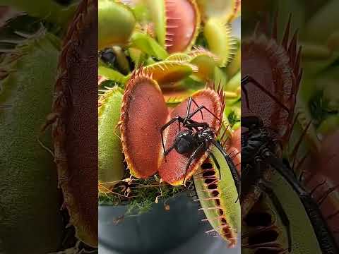 कीड़ों को खाने वाला पौधा। tree eats insects 😯😯 #facts