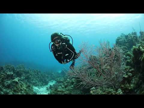 Grand Cayman's reefs offer a variety of marine life encounters.