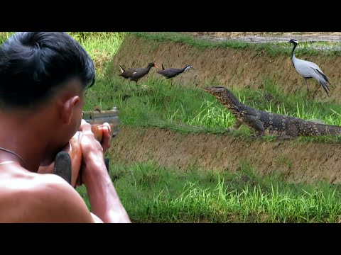 BERBURU BIAWAK KEBAL & NYANGGONG BURUNG SAWAH JUMBO DI RAWA TUA‼️