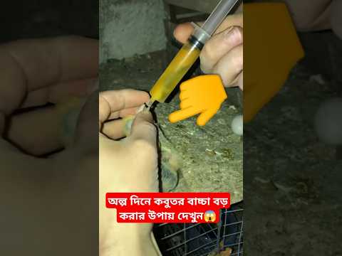অল্প দিনে কবুতর বাচ্চা বড় করার উপায় দেখুন😱 #shorts #shortsfeed #pigeon #kobutor #kabutar