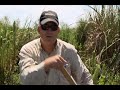 Grady Bar's Alligator Encounters