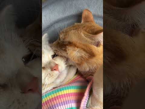 The Funniest Cat moment 😂😄 #shortvideo #cats #funnycat #cuteanimals #catlover #petlover #catmemes