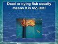 Fish Health Management and Diagnostics