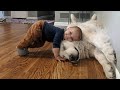 Dog Behavior and Friendship Insights