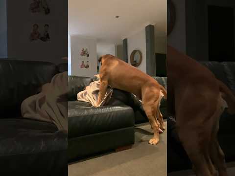 Big Boerboel still Trying to be Silly #shortsfeed ##viralshorts #boerboel