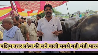 7/8/25 पारसी मुर्रा नस्ल की भैसों का बड़ा बाज़ार हर बुधवार मै लगता है  @sikandergujjardairyfarming6128