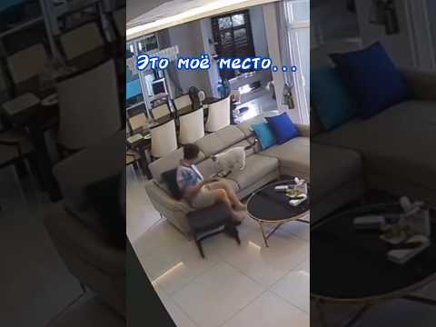 кот Шелдон#shortvideo