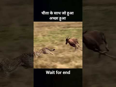 चीता के साथ जो हुआ अच्छा हुआ! Cheetah And Deer Story! #cheetah #viral #shorts