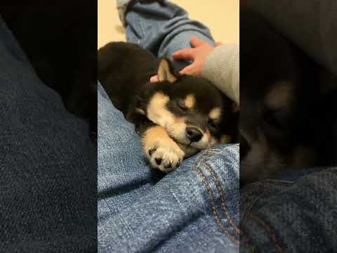 静かな寝言が可愛すぎる柴犬の子犬