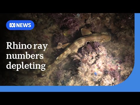 YouTube video thumbnail: How Scientists are Trying to Preserve the Rhino ray Species From Extinction