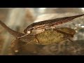 Aquatic Insects and Stream Health