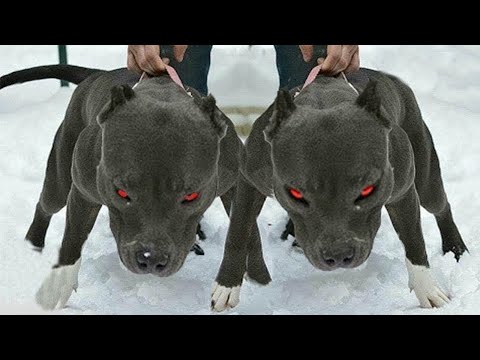 اخطر 15 كلب من الكلاب الموجوده في العالم 2021