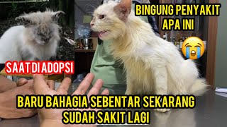 Astagfirullah Kucing Cats Lovers Tv Sakit Lagi Gak Tahu Penyakit Apa ..😔