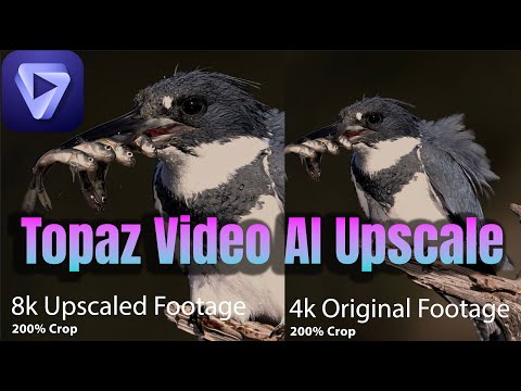 Topaz Video AI 8K Upscale Sample - Kingfisher Catches 5 Fish