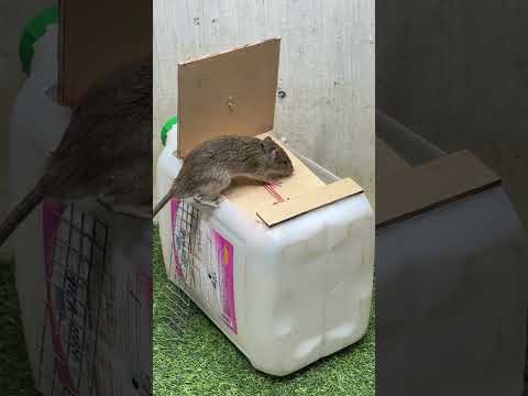 Best home mouse trap/mouse trap tips #mouse