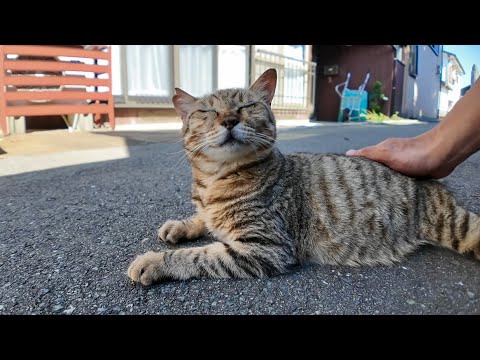 【路地裏の癒し】寝落ちしてた猫をそっとナデたら…幸せそうすぎた件🐾