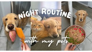Night routine with my Golden Retriever! Grooming, Feeding, & Fun 💕
