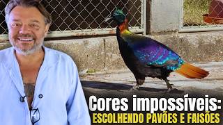 FAISÕES ARCO-ÍRIS, CORES IMPOSSÍVEIS: RARIDADE ENCONTRADA NO VALE DAS AVES! 🦚🤯