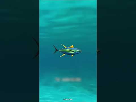 Tuna Fish