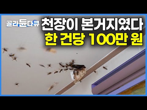 전국에서 하루 작업 의뢰 건수만 4건. 한국에서 폭발적 증가! 집 천장 살짝 뚫었더니 기다렸다는 듯이 우르르 쏟아진다｜한 건에 100만 원｜장수 말벌 퇴치｜극한직업｜#골라듄다큐