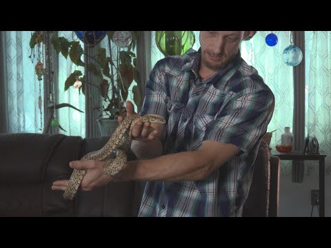 YouTube video thumbnail: Anchorage Woman Shocked to Find 4-Foot Snake Hiding Under her Stove