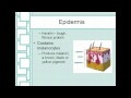 Skin Structure and Functions