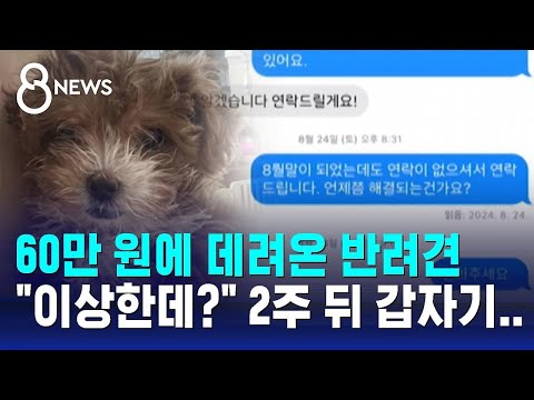 60만 원에 데려온 반려견…"이상한데?" 2주 뒤 갑자기 / SBS 8뉴스