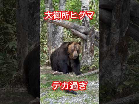 大御所ヒグマ、デカすぎ！ #ヒグマ#自然#アウトドア#エゾヒグマ#ベアマウンテン#自然#オソ18#狩猟#熊#クマ#罠#駆除#野生動物#北海道