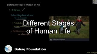 Different Stages of Human Life