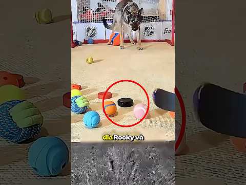 Đừng Khinh Thường Sự Tập Trung Của Chú Chó Này 😉#shorts