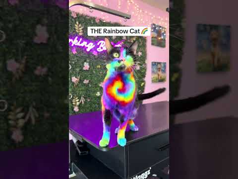 Creative Grooming Before and After ๐จ๐ถ #dogshorts #doggroomer #petshorts #pets #art